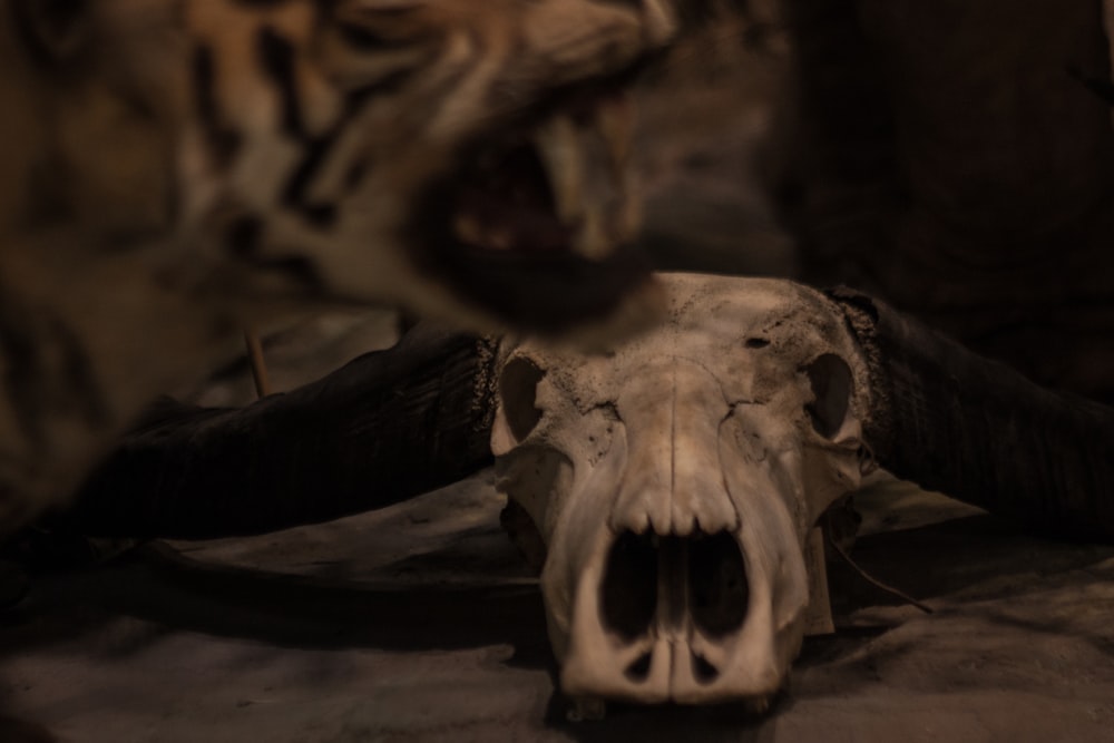 a close up of a bull's skull with it's mouth open
