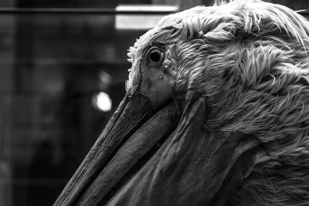 a close up of a bird's head with a building in the background