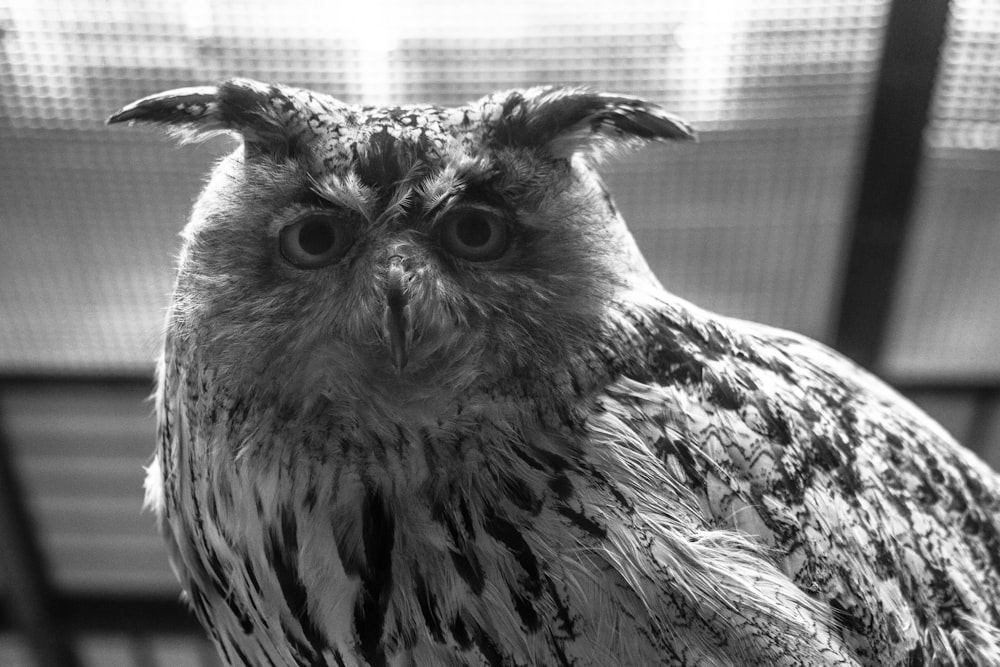 a black and white photo of an owl