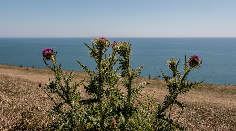 a view of a body of water from a hill