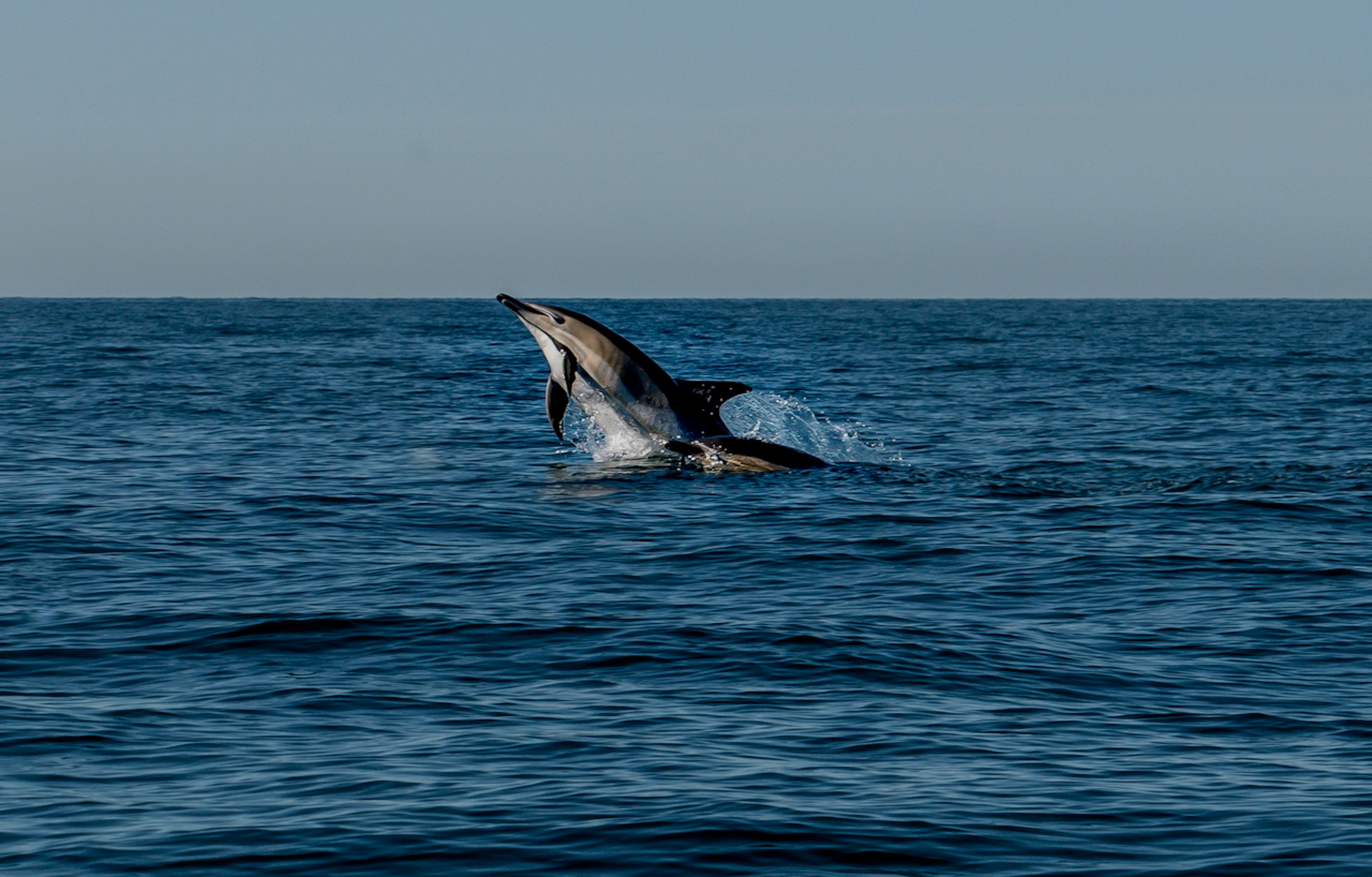 Photo by raymondo600