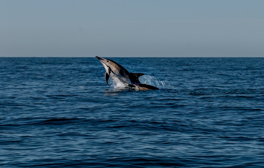 a whale is jumping out of the water