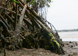 Close-up of mangrove roots along a coastal area, highlighting the natural barrier against erosion.