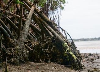 A close-up view of the roots of a mangrove tree, intertwined with oyster shells and covered in green moss. The scene captures a natural shoreline with a blurred background of water and distant land.
