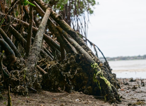 A close-up view of the roots of a mangrove tree, intertwined with oyster shells and covered in green moss. The scene captures a natural shoreline with a blurred background of water and distant land.