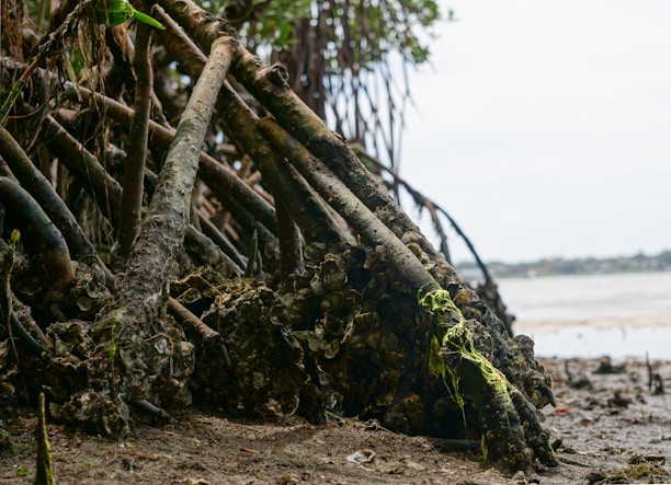 A close-up view of the roots of a mangrove tree, intertwined with oyster shells and covered in green moss. The scene captures a natural shoreline with a blurred background of water and distant land.