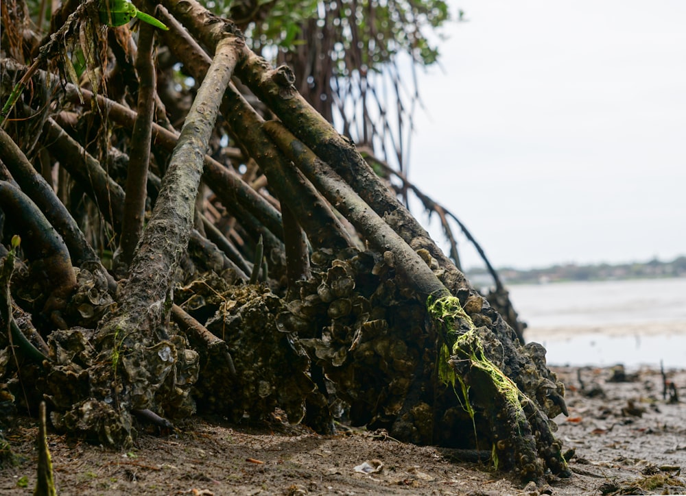 a pile of sticks sitting on top of a sandy beach