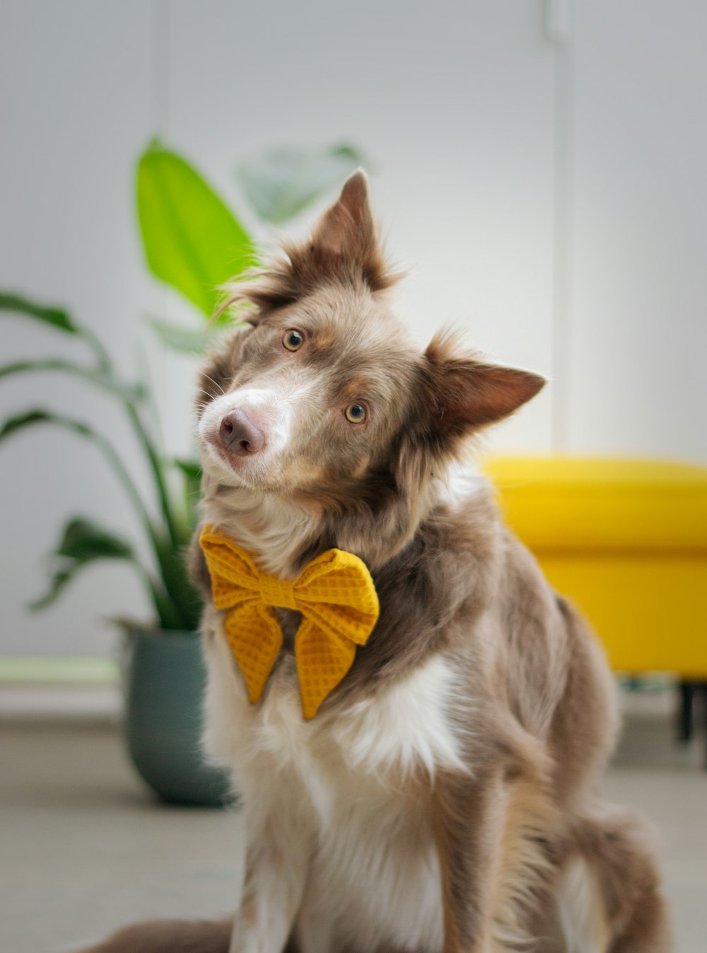 um cão marrom e branco vestindo uma gravata borboleta amarela