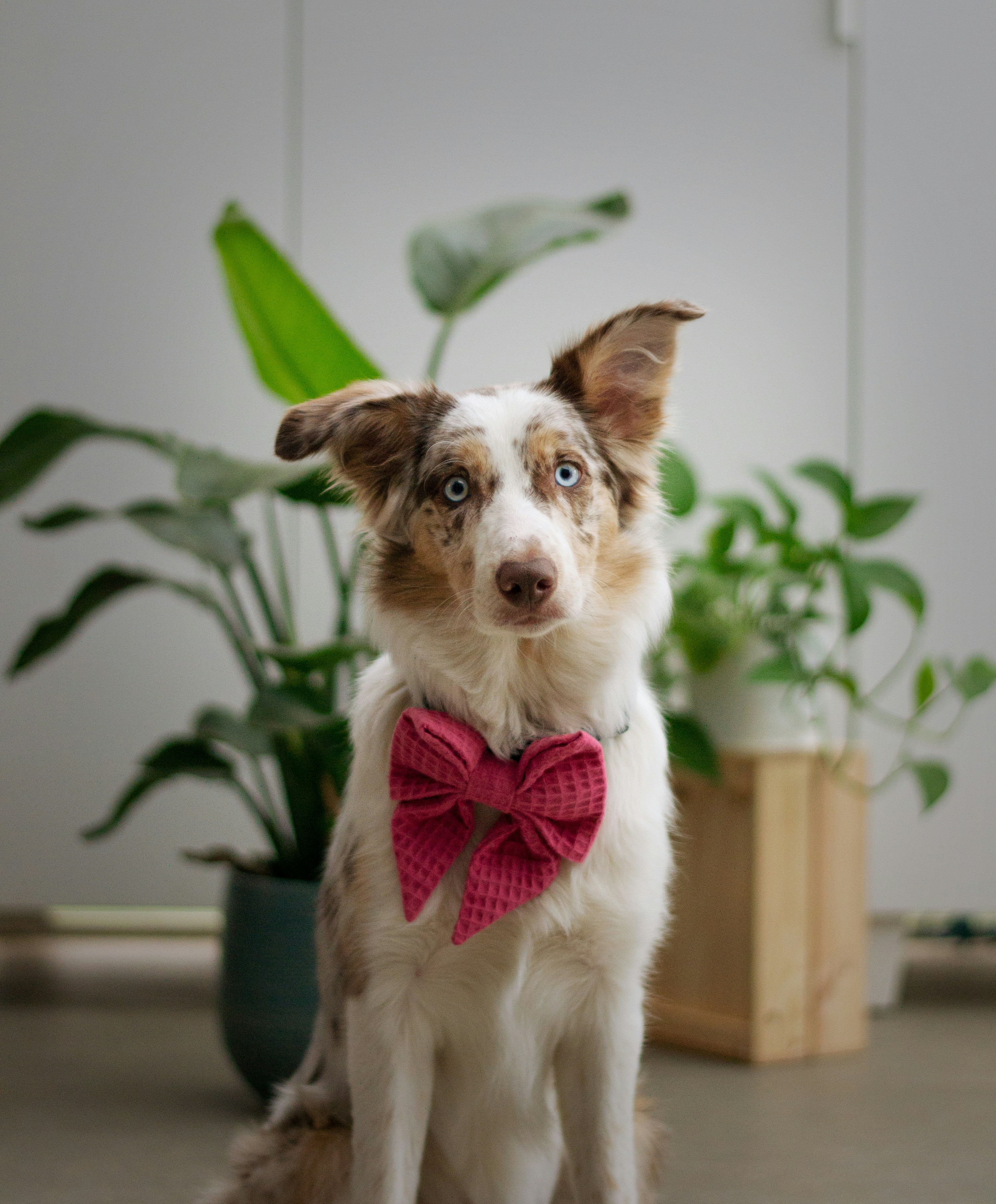 a dog with a red bow tie sitting next to a potted plant