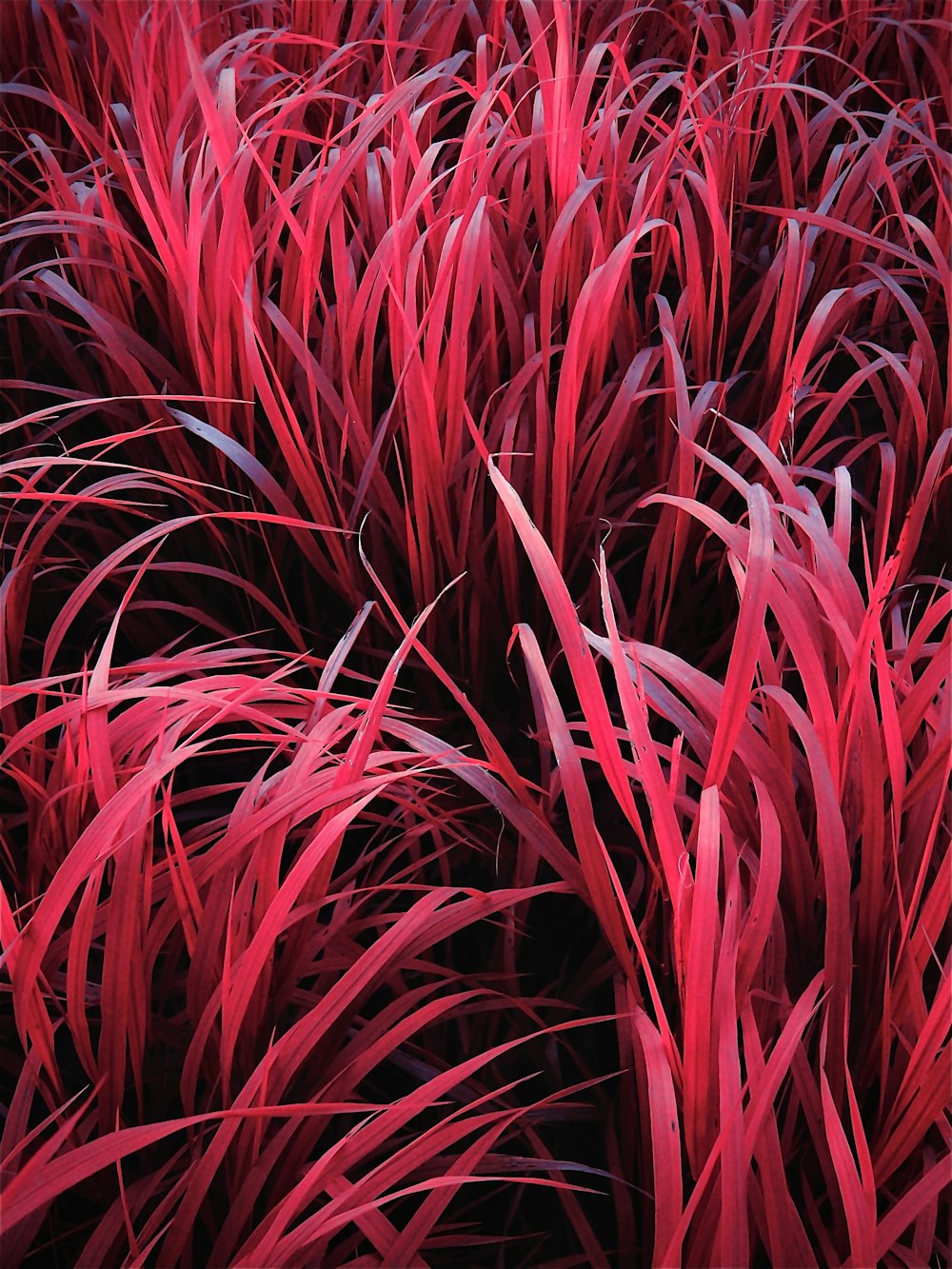 un bouquet de plantes rouges qui sont dans l’herbe