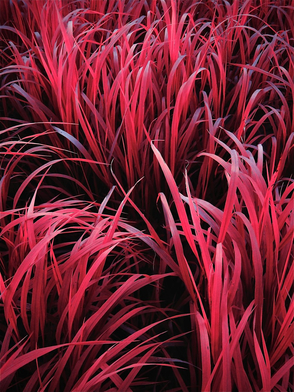 a bunch of red plants that are in the grass