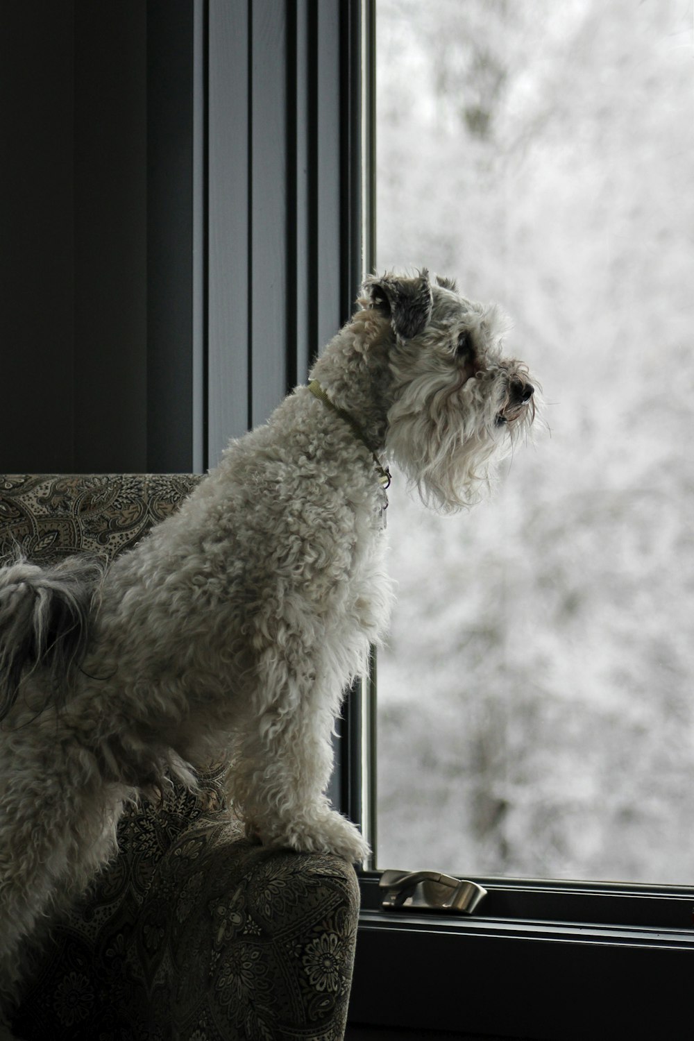a dog sitting on a chair looking out a window