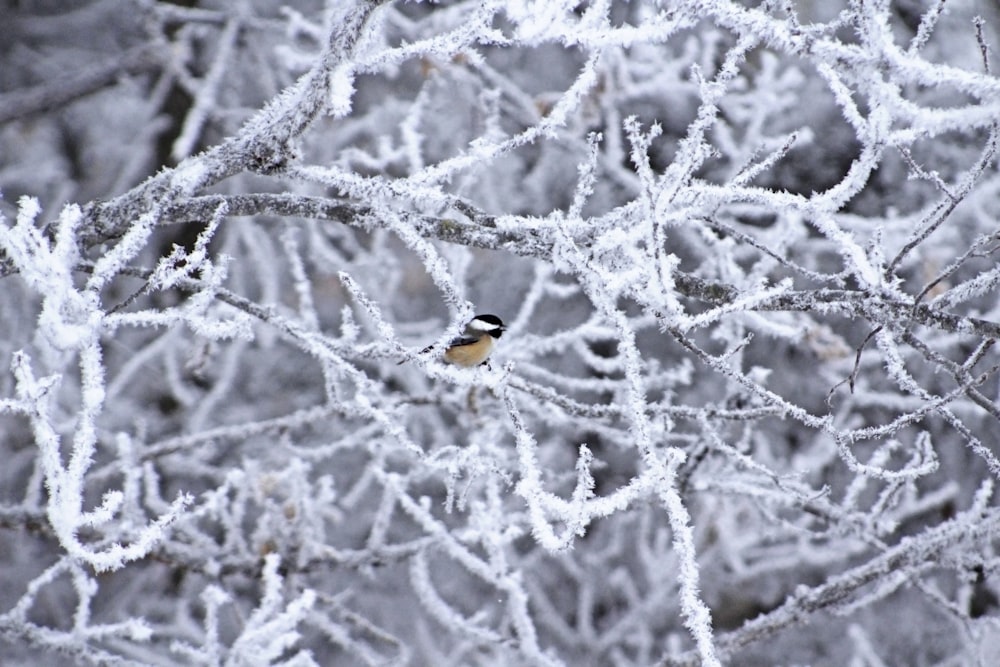 a small bird perched on a tree branch covered in ice