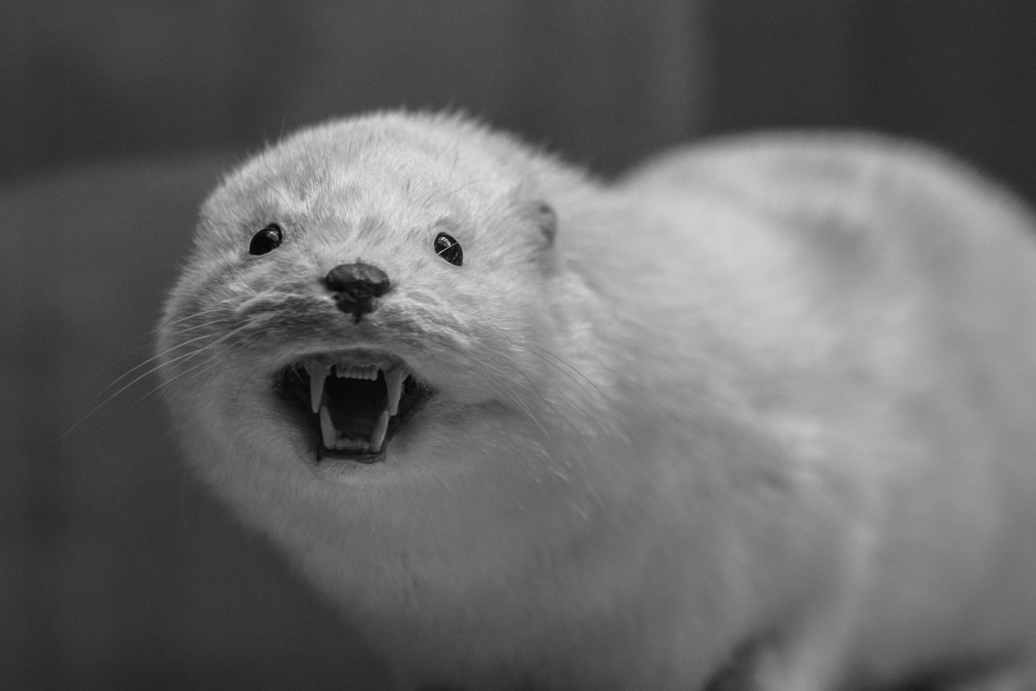 a small white animal with it's mouth open