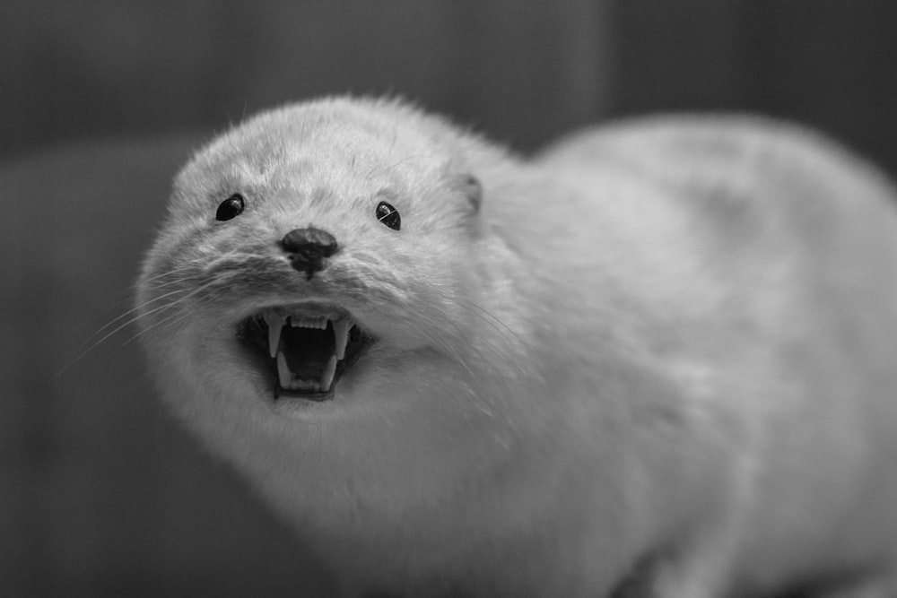 a small white animal with it's mouth open