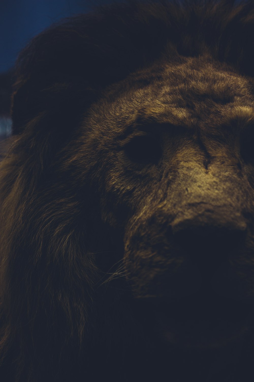 a close up of a lion's face with a blurry background