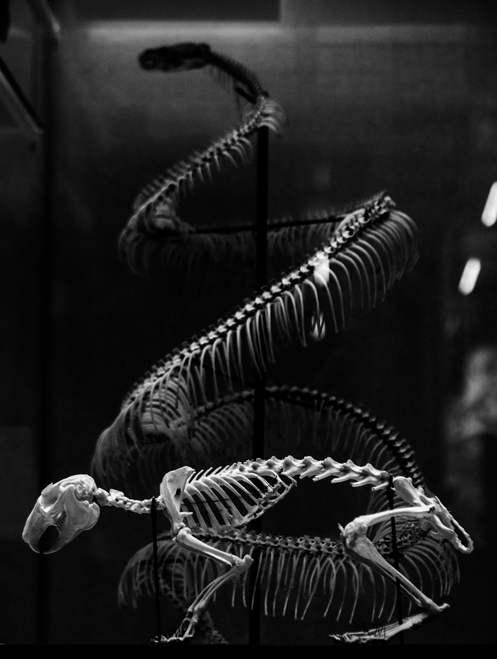 a black and white photo of skeletons in a museum