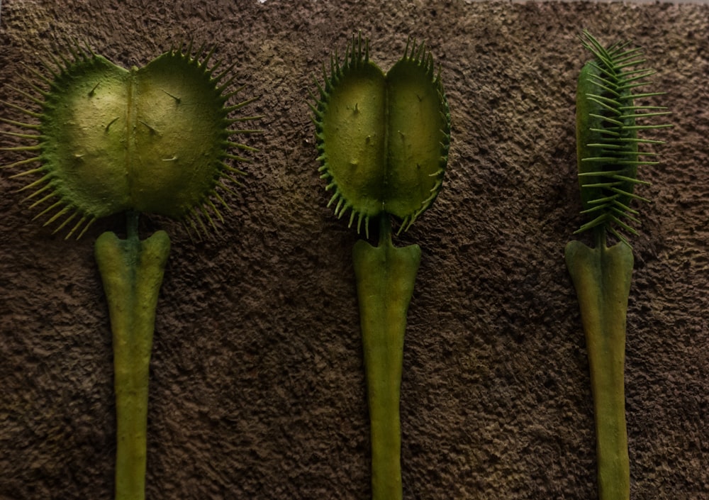 a group of three green plants sitting on top of a carpet