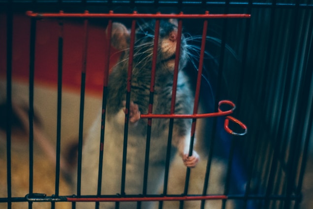 A small rodent, likely a rat, is standing up against the bars of a wire cage. The rodent has a gray and white coat with visible whiskers, and its front paws are gripping the cage bars. The cage has red horizontal bars and black vertical bars.