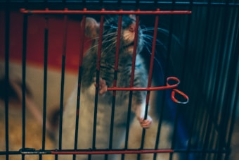 A small rodent, likely a rat, is standing up against the bars of a wire cage. The rodent has a gray and white coat with visible whiskers, and its front paws are gripping the cage bars. The cage has red horizontal bars and black vertical bars.