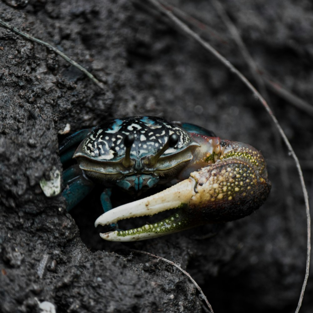a close up of a crab on a rock