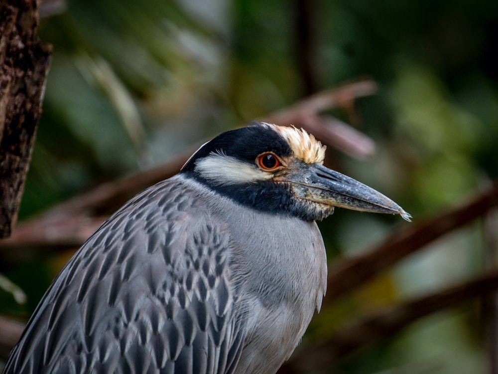 a close up of a bird on a tree branch