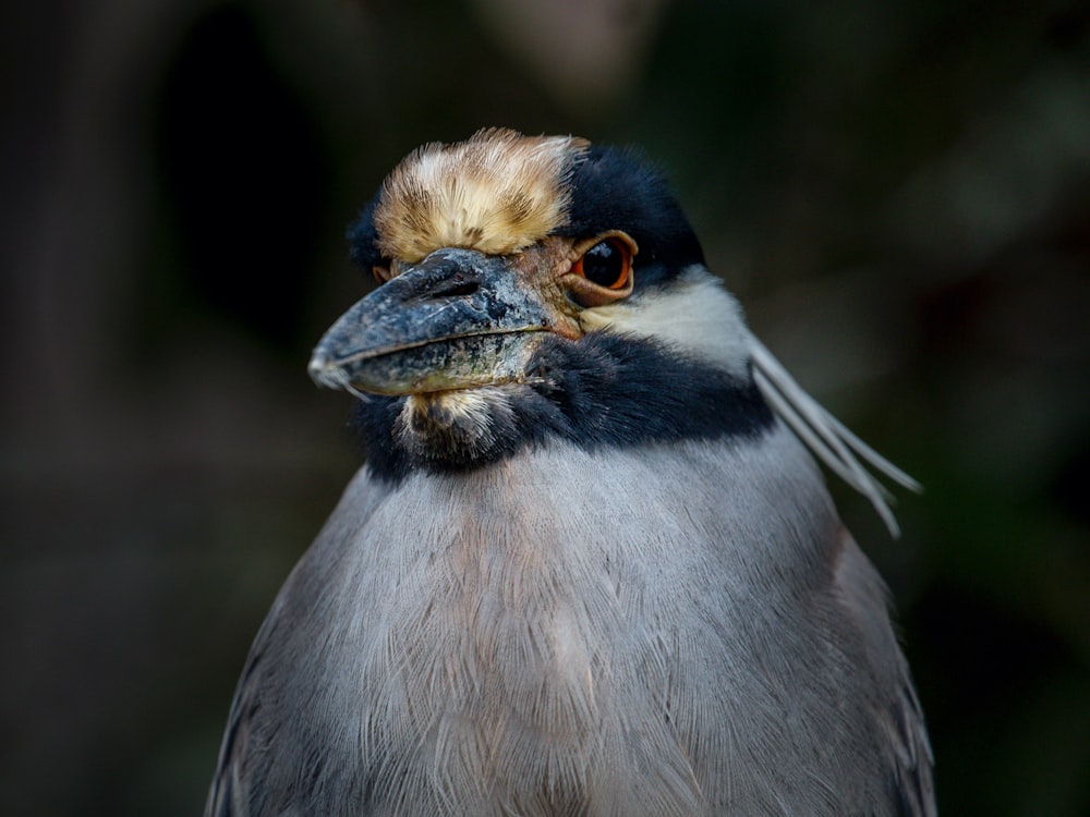 a close up of a bird with a blurry background