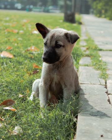 A young puppy sits on lush green grass near a paved pathway. Fallen autumn leaves are scattered around, adding a touch of brown and orange to the scene. The puppy appears to be gazing towards something off-camera, with one ear perked up.