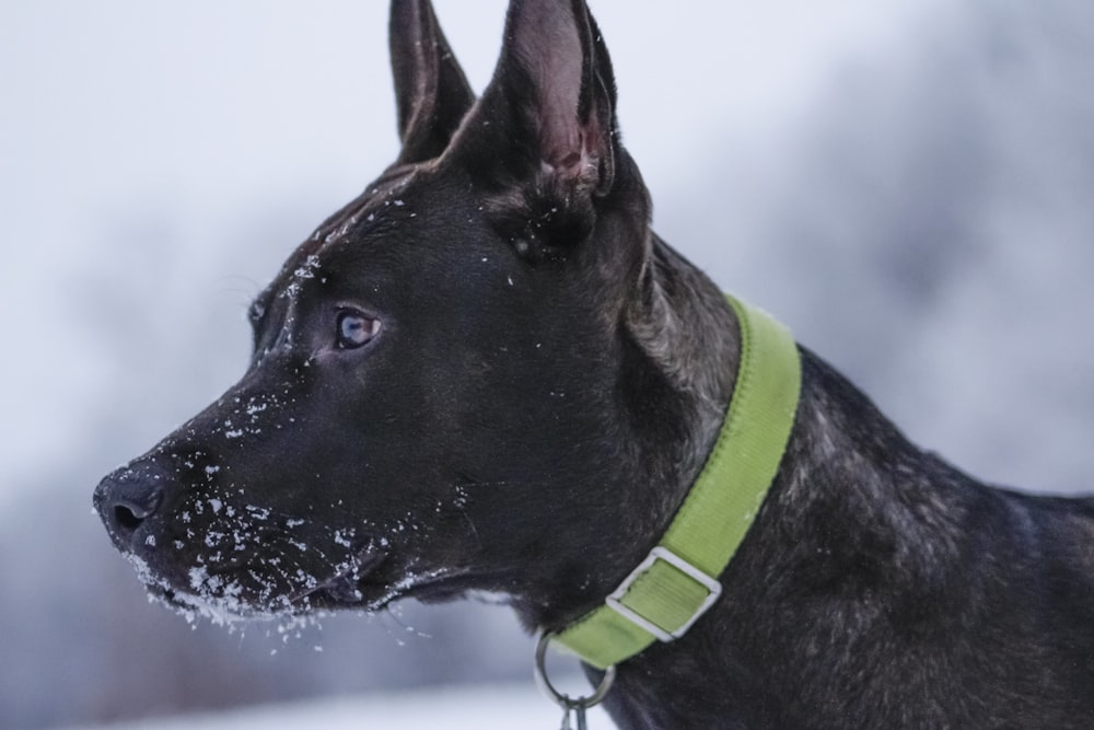a black dog with a green collar standing in the snow