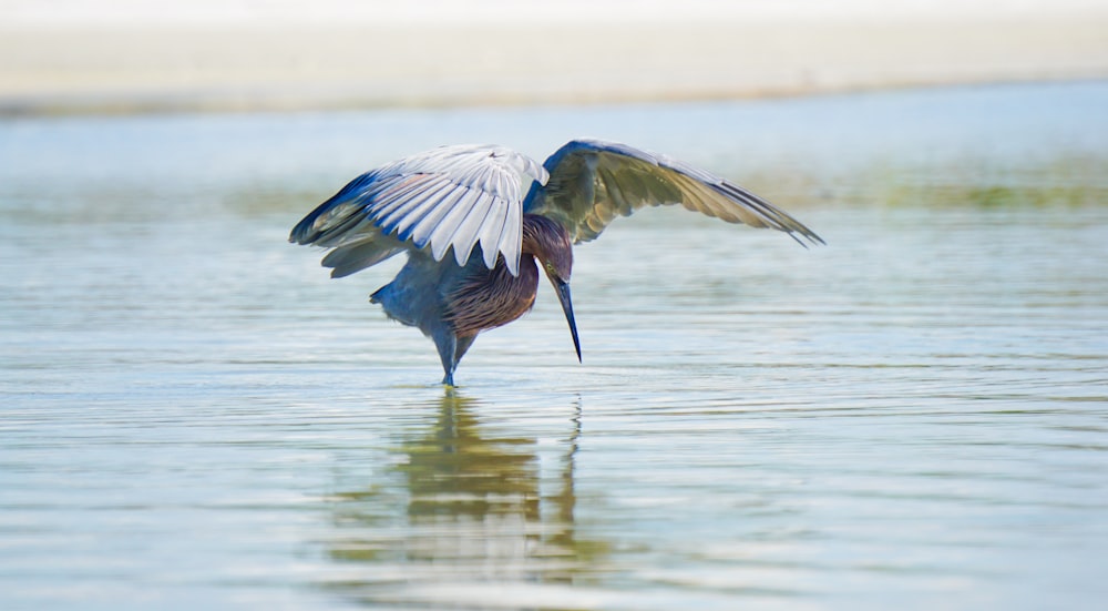 a large bird flying over a body of water