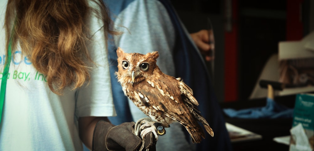 a small owl perched on a gloved hand