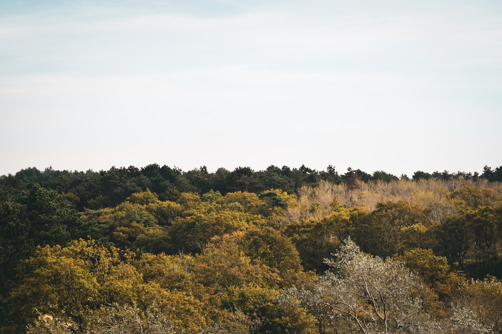 a forest filled with lots of trees under a blue sky