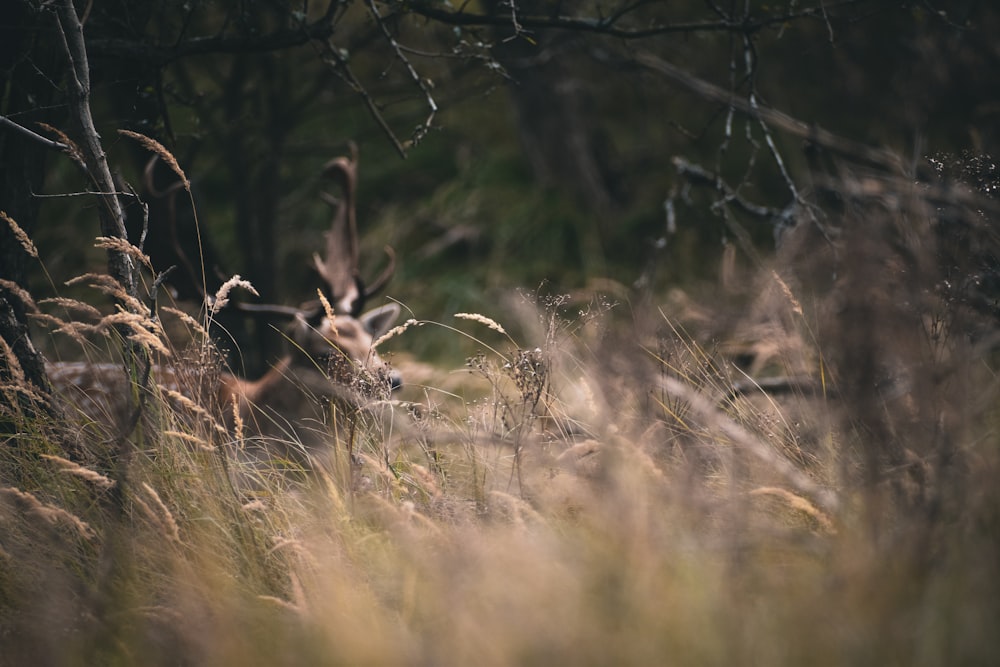 a deer standing in tall grass next to a forest