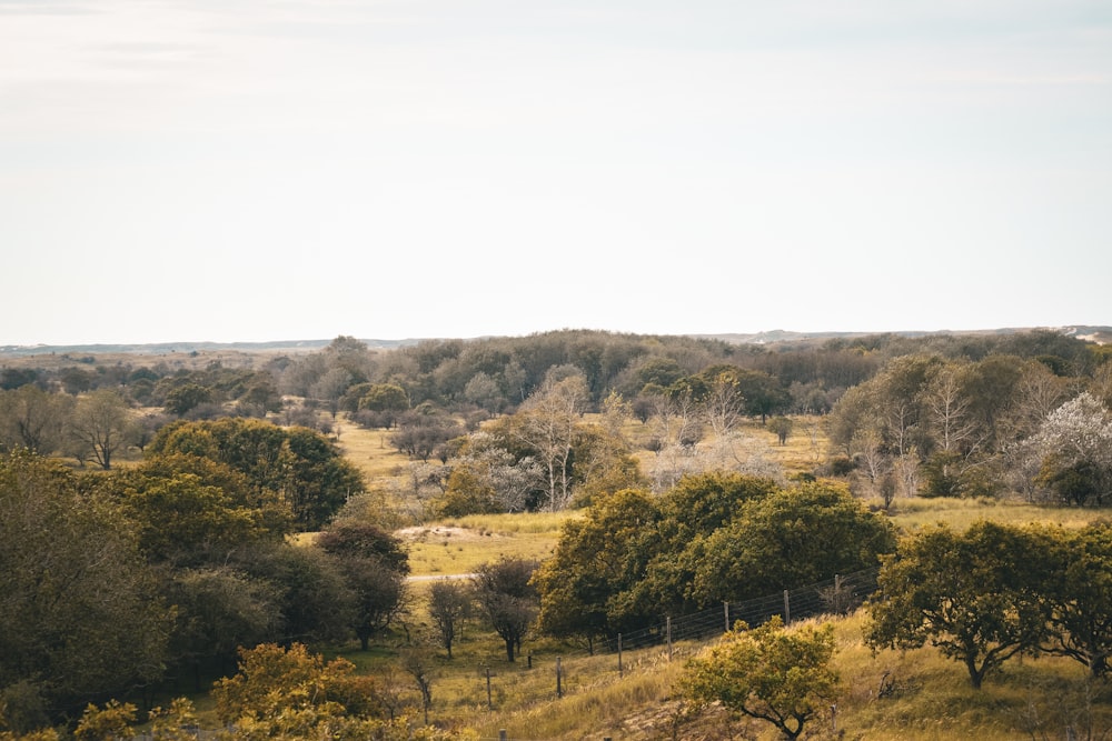 a field with trees and a fence in the distance