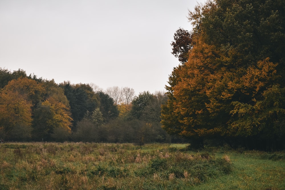 a grassy field with trees in the background