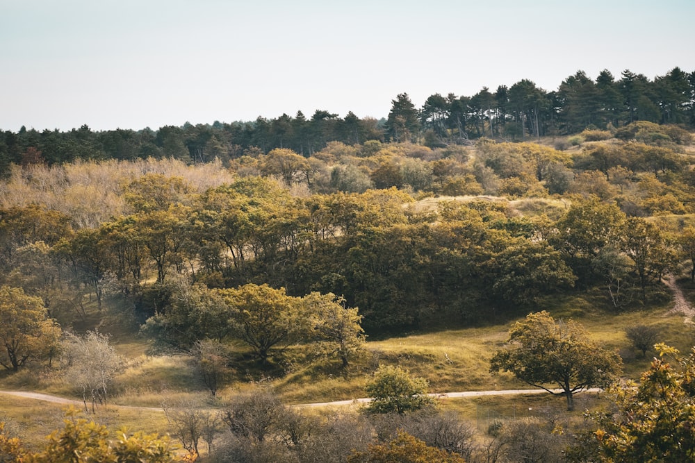 a lush green forest filled with lots of trees