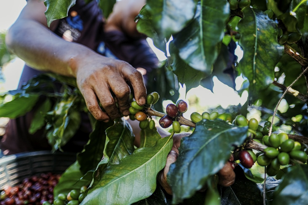 une personne cueillant des grains de café dans un arbre