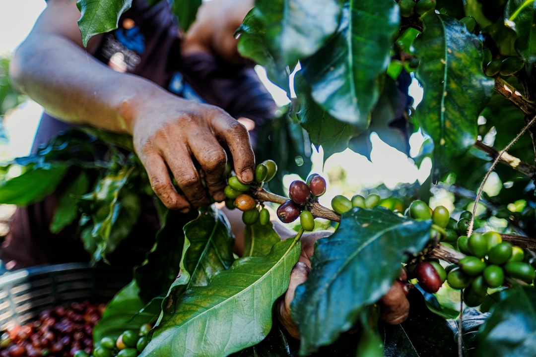 Coffee tree