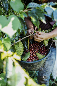 a person picking coffee beans from a tree