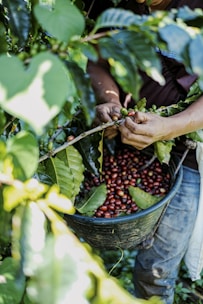 a person picking coffee beans from a tree
