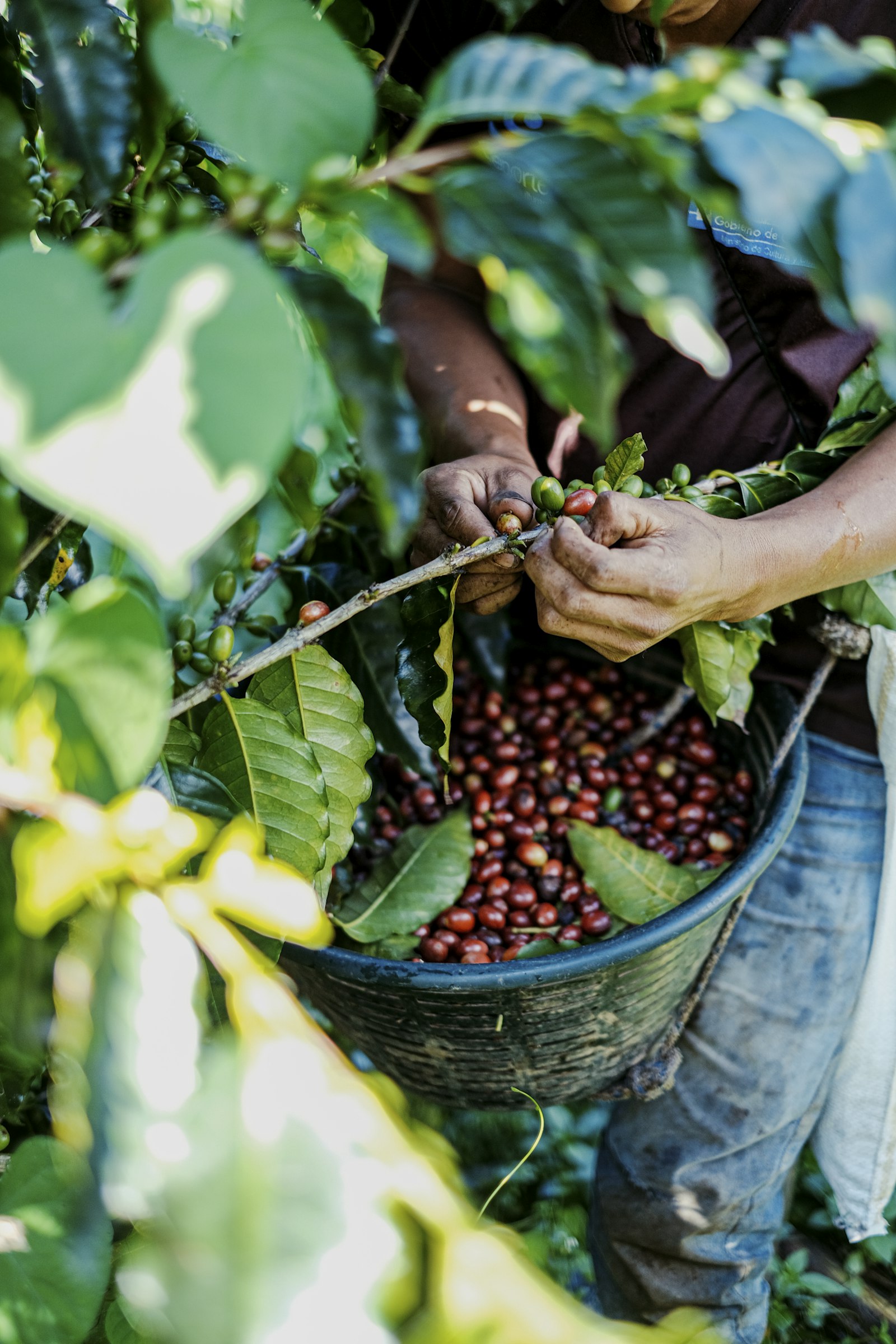 A picker taking ripe red coffee cherries off the branch by hand