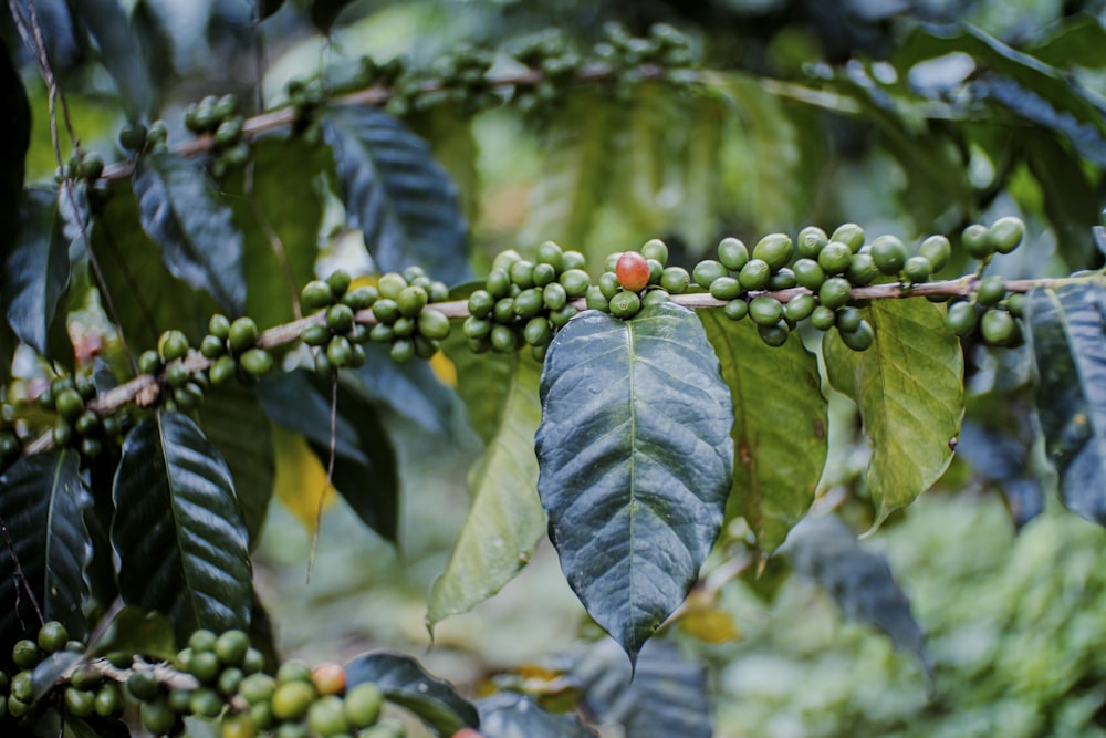 a tree filled with lots of green leaves