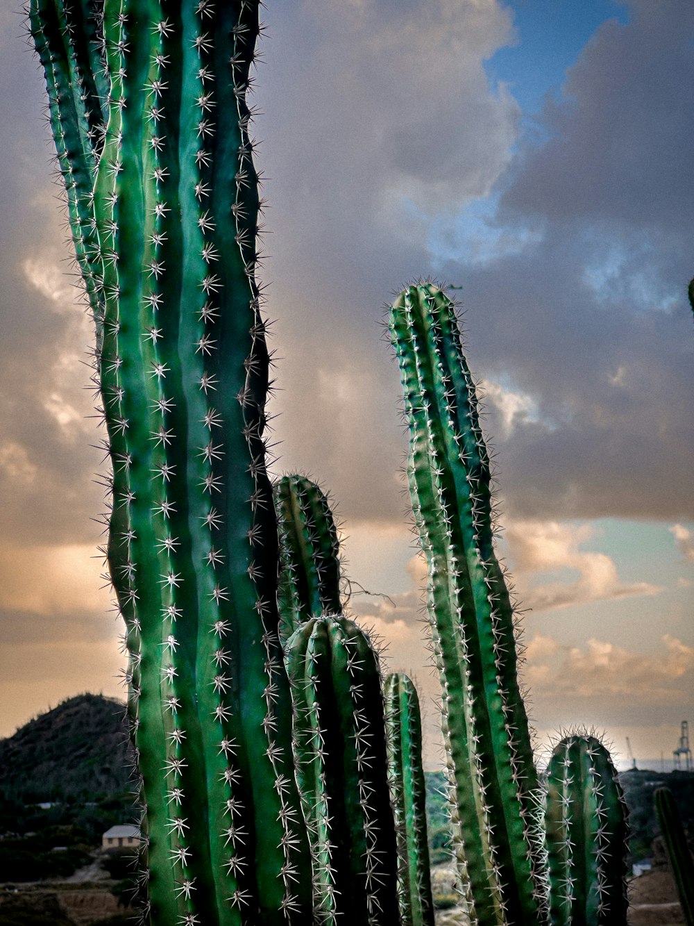 a large green cactus with a cloudy sky in the background