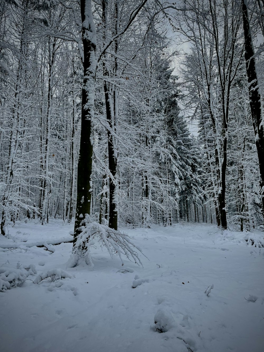 a snow covered forest filled with lots of trees