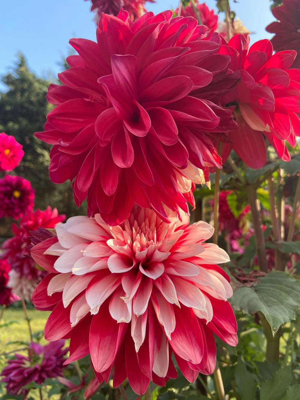 a bunch of flowers that are in the grass