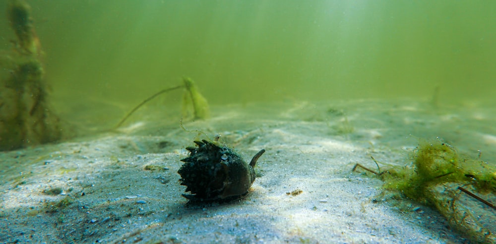 an underwater view of a sea urchin on the bottom of the ocean floor