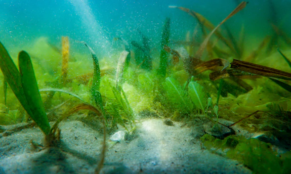 Lush green aquatic plants grow on a sandy underwater floor, illuminated by filtered sunlight creating a bright and serene underwater scene. Fine particles float in the water, adding to the natural ambiance and depth.
