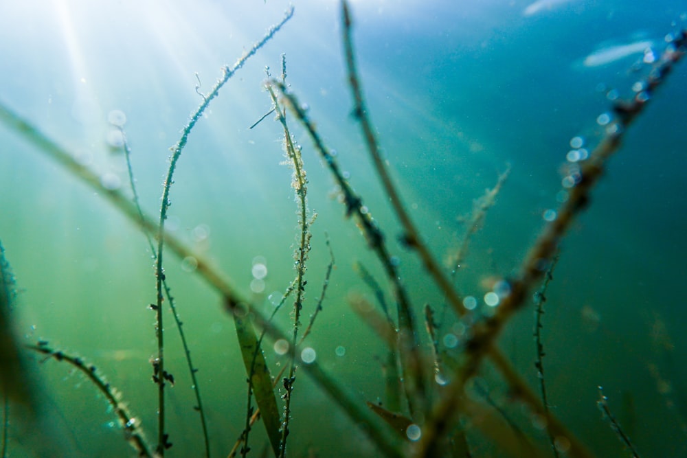 a close up of some water plants under the water