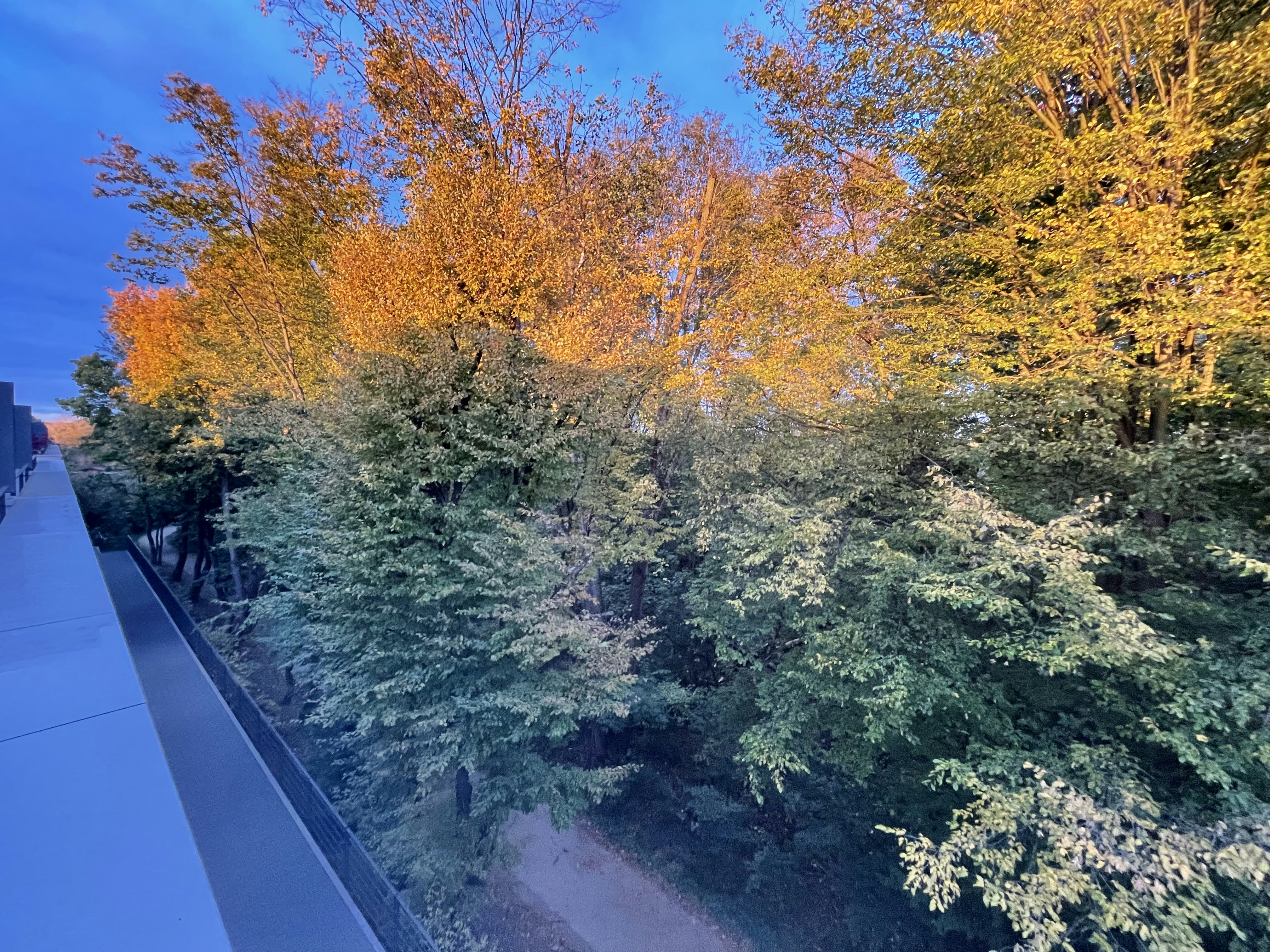 une rangée d’arbres à côté d’un trottoir
