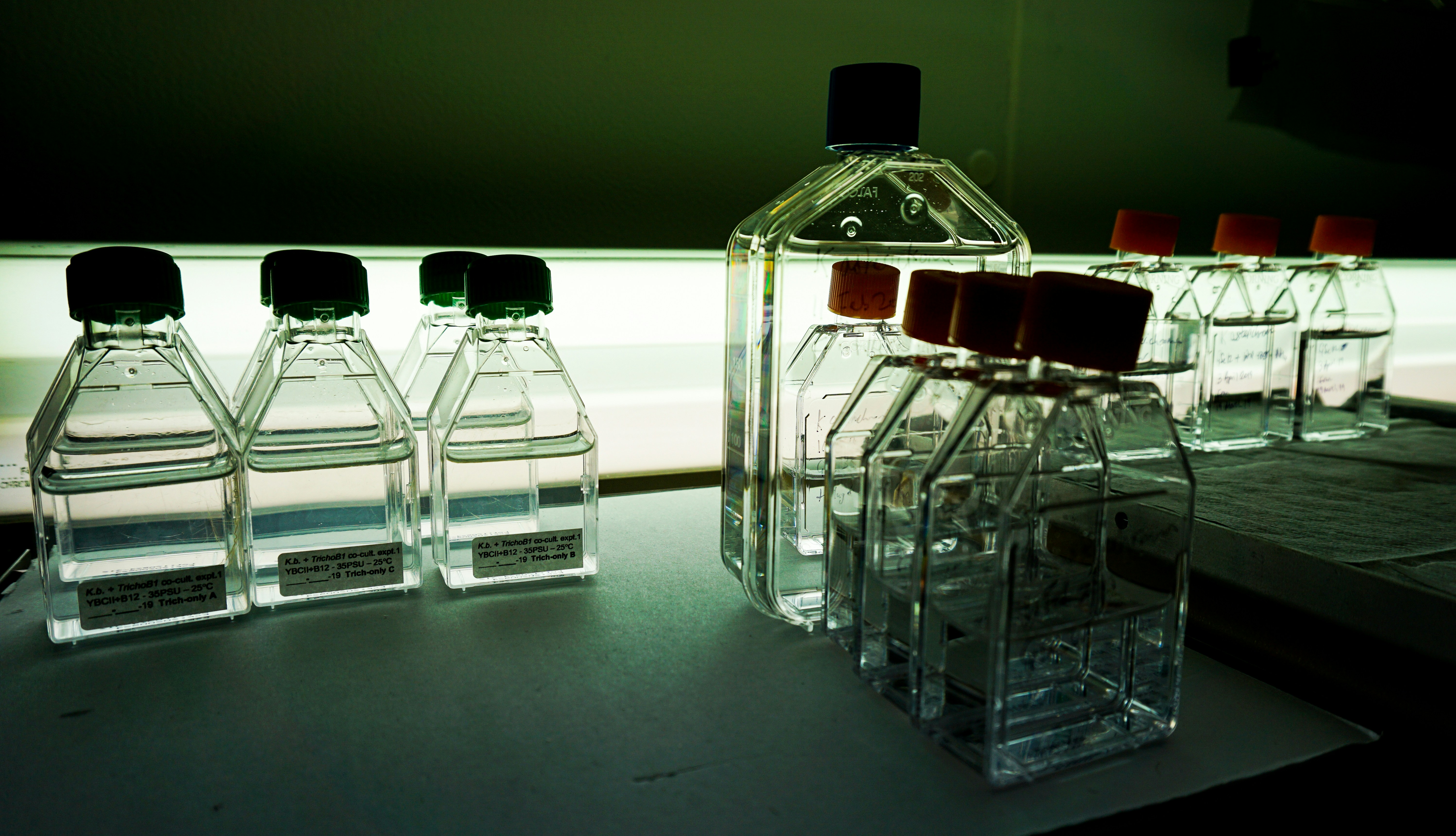 Row of clear buffer solution bottles on white laboratory shelf under bright fluorescent lights